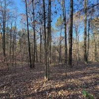 45.05 Acres in Benton County MS images 4