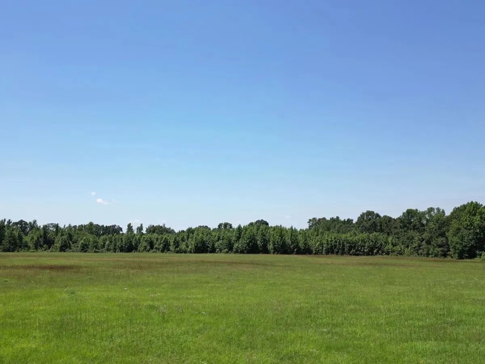 40.33 Acres Undeveloped Land De Kalb TX Bowie County featured image