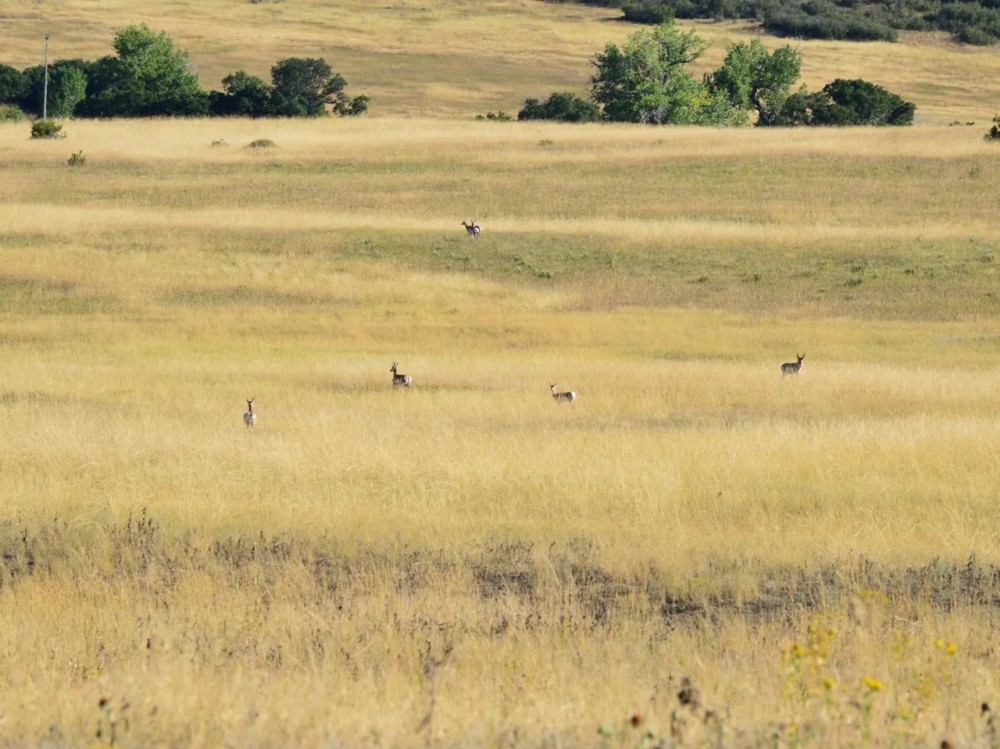 Pounds Ranch featured image