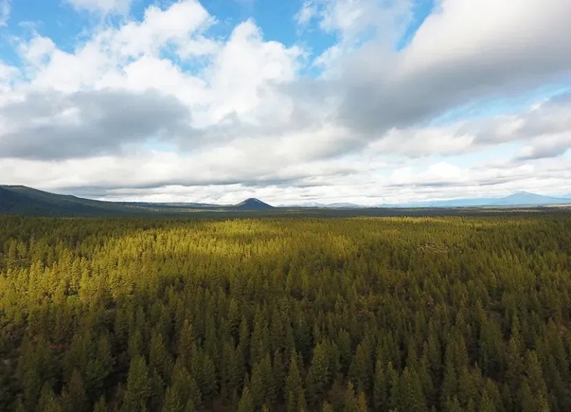 Bull Springs Skyline Forest featured image