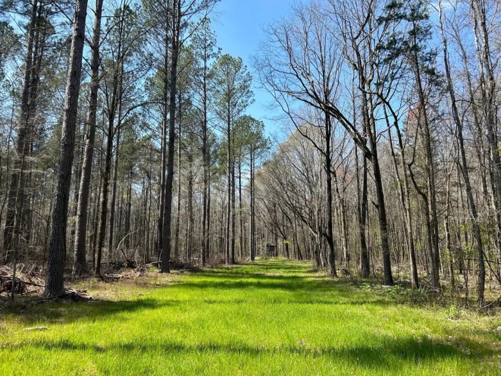 463 Acres in Calhoun County MS featured image
