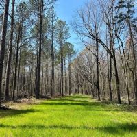463 Acres in Calhoun County MS