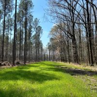 463 Acres in Calhoun County MS images 5