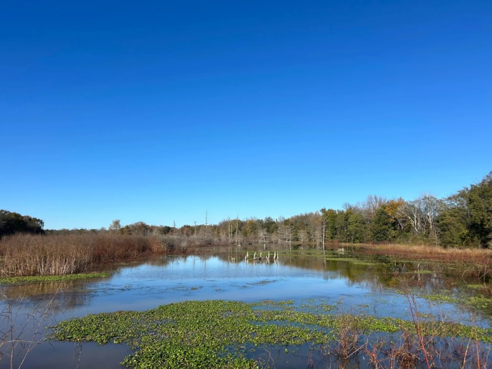 313.72 Acres in Bolivar County MS featured image