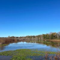 313.72 Acres in Bolivar County MS