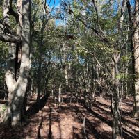 313.72 Acres in Bolivar County MS images 4
