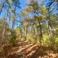 18.94 acres in Lincoln County