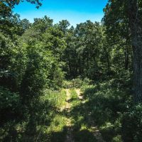Land Timber 13