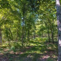 Land Timber 13 images 2