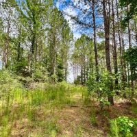 10 Acres T-14A Hickman Rd. images 5