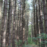 Mohican-Memorial State Forest 1,110 Acres of Turkey Hunting in Ashland, OH images 4