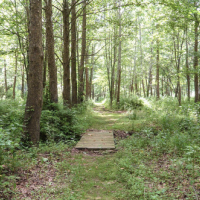 Mohican-Memorial State Forest 1,110 Acres of Turkey Hunting in Ashland, OH images 1