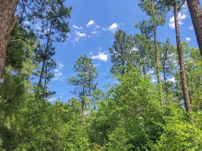388 Acres Lost Indian Camp Road Tract 5302 featured image