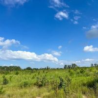 55 Acres T-6 Off CR 4916 images 5