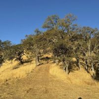 40-Acres of Hunting Recreational Land in Napa CA for Sale images 3