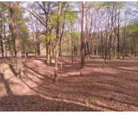 28,000 acres George P. Cossar State Park Deer Hunting Land in Yalobusha, MS images 2