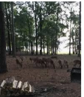 28,000 acres George P. Cossar State Park Deer Hunting Land in Yalobusha, MS images 3
