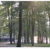 28,000 acres George P. Cossar State Park Deer Hunting Land in Yalobusha, MS images 4