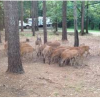 28,000 acres George P. Cossar State Park Deer Hunting Land in Yalobusha, MS images 5