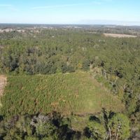 Arrowhead Timber images 2
