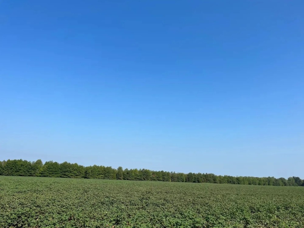 37.4 Acres in Quitman County MS featured image