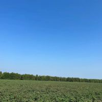 37.4 Acres in Quitman County MS