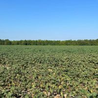 37.4 Acres in Quitman County MS images 2