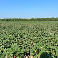 37.4 Acres in Quitman County MS images 5