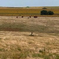 172-Acre Farm in Arapahoe Nebraska for Sale images 2