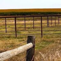 172-Acre Farm in Arapahoe Nebraska for Sale images 4