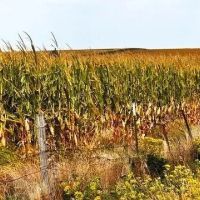 172-Acre Farm in Arapahoe Nebraska for Sale images 5