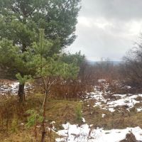 63 acres Hunting Land with Valley Views in Friendship NY 4409 State Route 275 images 5