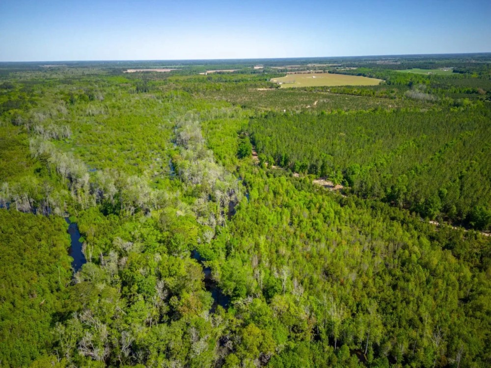 Heaven on Big Satilla Creek featured image