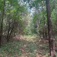 19 Acres in Smith County in Polkville MS
