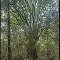 19 Acres in Smith County in Polkville MS images 2