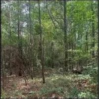 19 Acres in Smith County in Polkville MS images 3