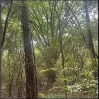 19 Acres in Smith County in Polkville MS images 4