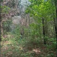 19 Acres in Smith County in Polkville MS images 5