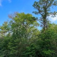 183 Acres FM 2989 T-271004-2