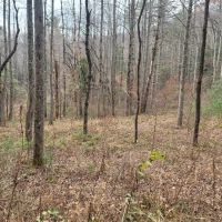 39.06 - Unrestricted Acres with USFS Boundary images 4