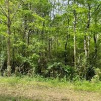 31 Acres Centerville Rd images 2
