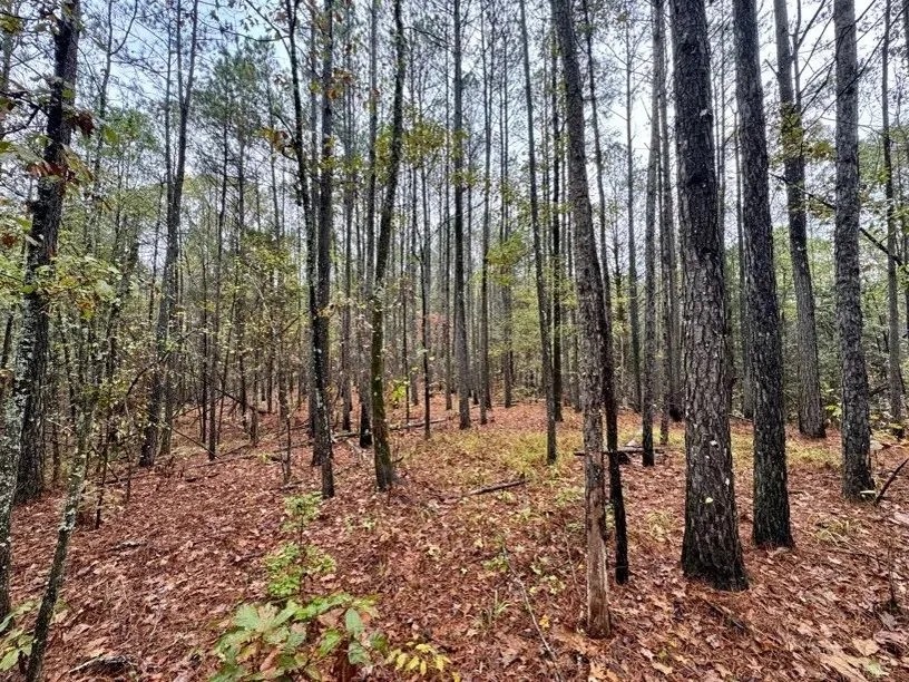 46 Acres in Yalobusha County in Coffeeville MS featured image