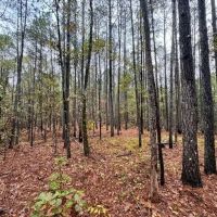 46 Acres in Yalobusha County in Coffeeville MS