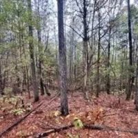 46 Acres in Yalobusha County in Coffeeville MS images 2