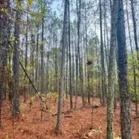 46 Acres in Yalobusha County in Coffeeville MS images 3