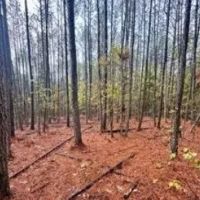 46 Acres in Yalobusha County in Coffeeville MS images 4