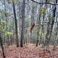 46 Acres in Yalobusha County in Coffeeville MS images 5