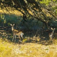 JH RANCH 466 Acres images 2