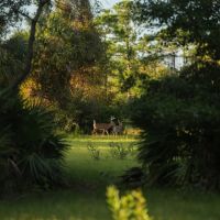 Ross Hammock Ranch images 3
