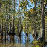 Ross Hammock Ranch images 4